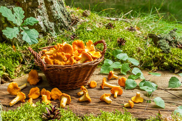 Freshly harvested mushrooms in the wicker basket