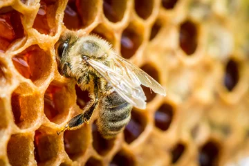 Fotobehang Bij Close up van bijen in een bijenkorf op honingraat