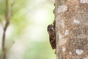 Obraz premium 夏の蝉