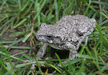 A Gray Tree Frog (Hyla versicolor) sitting in grass.  Shot in Kitchener, Ontario, Canada..