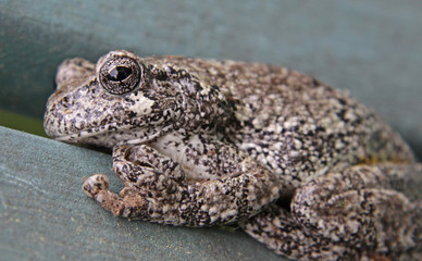 Grey Tree Frog Close-Up