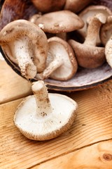 Shiitake mushroom