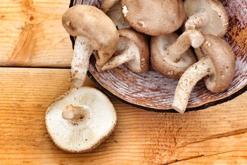 Shiitake mushroom