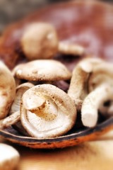 Shiitake mushroom