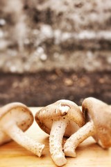 Shiitake mushroom