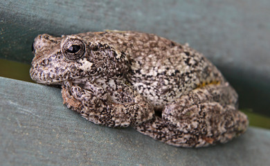 A Gray Tree Frog (Hyla versicolor) sitting on lawn furniture.  Shot in Kitchener, Ontario, Canada..