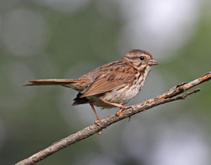 Fototapeta premium Song Sparrow Portrait