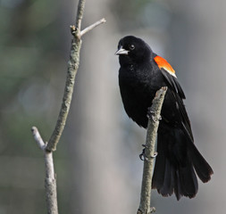 A male Red-winged Blackbird (Agelaius phoeniceus) perched on a dead branch. Shot in Cambridge, Ontario, Canada.