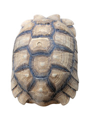Texture of Turtle carapace