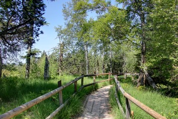 Paysage de la foret noire 