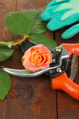 Garden secateurs and rose on wooden table close-up