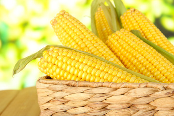Crude corns in basket on nature background