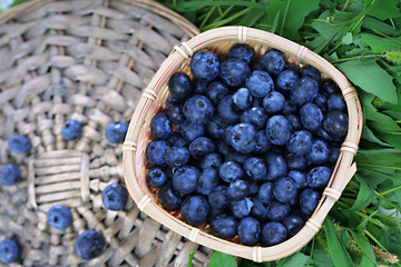 Blueberries in wooden basket on wicker tray on grass
