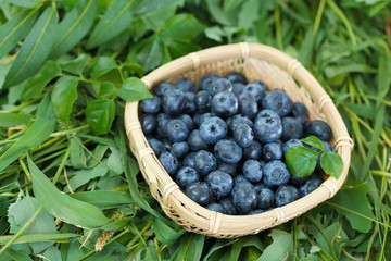 Blueberries in wooden basket on grass