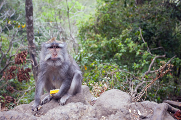 Monkey with a meal