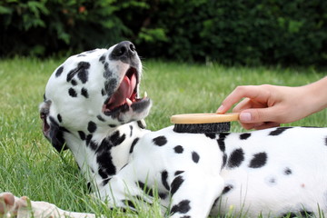 Hund genießt Fellpflege, gähnt genüsslich