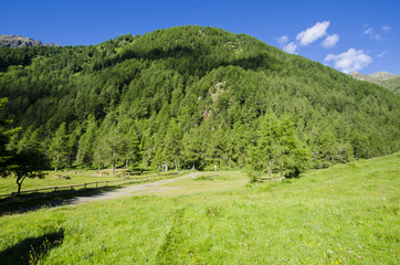 Summer Alpine landscape. Northern Italy