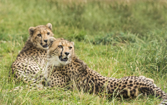 Two cheetahs lying in the grass
