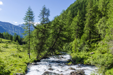 Obraz premium Mountain river in alpine coniferous forest. Italy