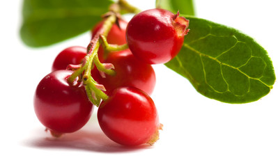 Vaccinium vitis-idaea,lingonberry