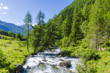 Obraz premium Mountain river in alpine coniferous forest. Italy