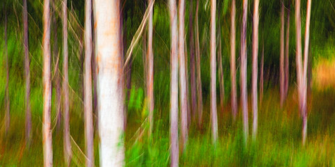 forest abstraction © Tamara Kulikova