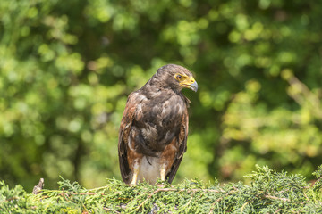 Harris Hawk (Parabuteo unicinctus)