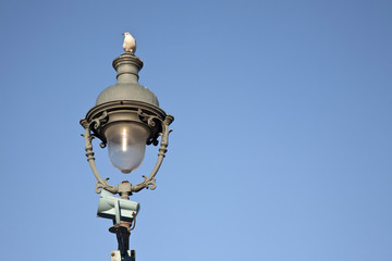 Fototapeta na wymiar seagull on lamppost,paris