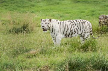 Naklejka premium White bengal tiger