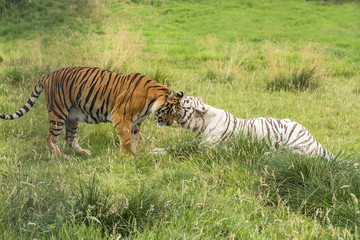 Fototapeta na wymiar Dwa tygrysy bengalskie - biały i pomarańczowy