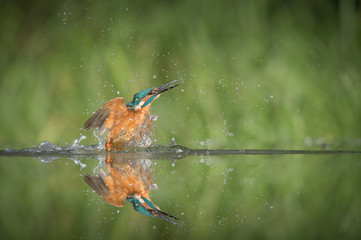 A male Kingfisher bursts from the water