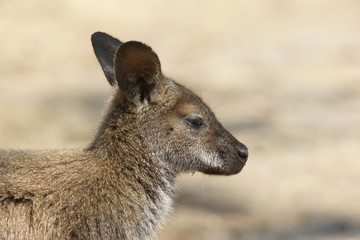 Bennett Wallaby, Tasmanien, Australien