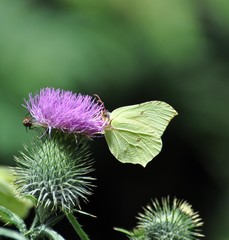 Zitronenfalter sucht Nektar © Jutta Adam