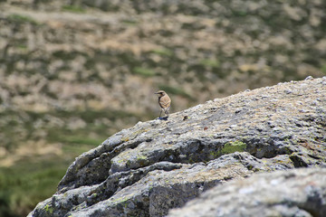 small bird on a rock on the mountain