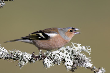 Chaffinch, Fringilla coelebs