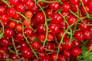 Red currant berry