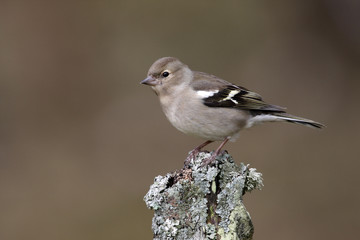 Chaffinch, Fringilla coelebs