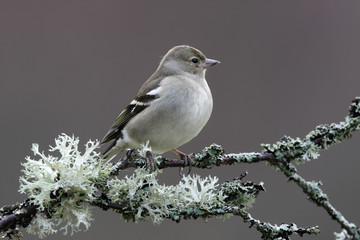 Chaffinch, Fringilla coelebs