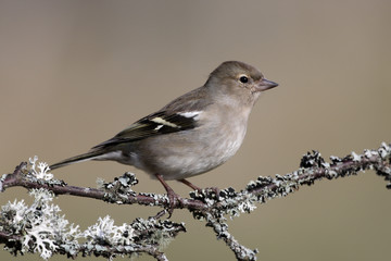 Chaffinch, Fringilla coelebs