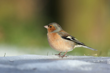 Fototapeta premium Chaffinch, Fringilla coelebs