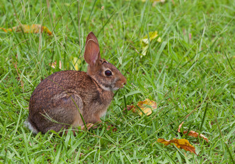 Fototapeta premium Wild rabbit