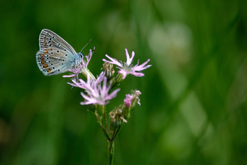 blauer Schmetterling