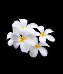 Fototapeta na wymiar flowers (plumeria)
