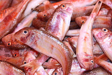 Triglie rosse