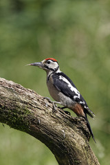 Great-spotted woodpecker, Dendrocopos.major, immature 