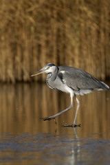 Grey heron, Ardea cinerea