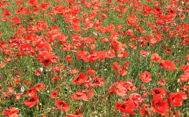 Field of red poppy flowers