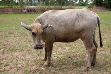 Thai Buffalo