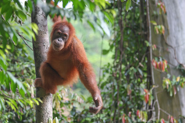 Młody Orangutan - obrazy, fototapety, plakaty