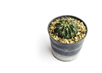 Cactus in a flowerpot